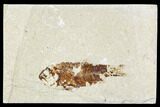 Cretaceous Fossil Fish - Lebanon #111686-1